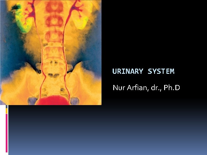 URINARY SYSTEM Nur Arfian, dr. , Ph. D 