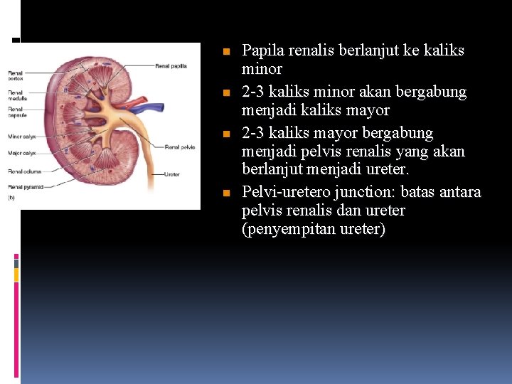 n n Papila renalis berlanjut ke kaliks minor 2 -3 kaliks minor akan bergabung