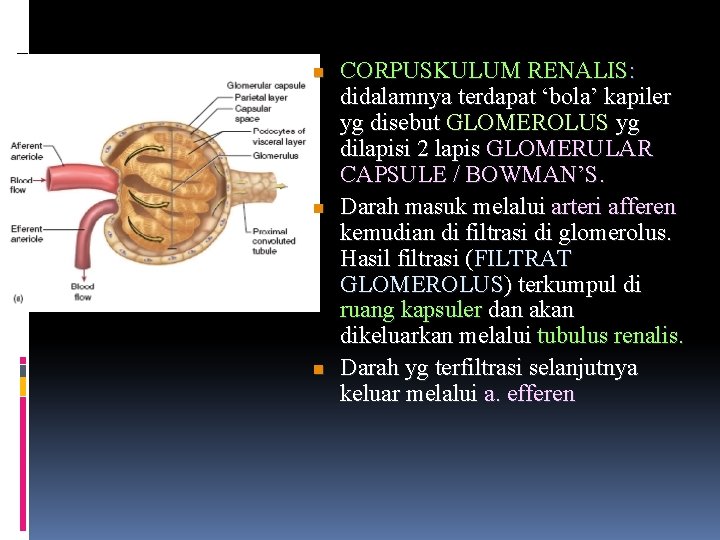 n n n CORPUSKULUM RENALIS: didalamnya terdapat ‘bola’ kapiler yg disebut GLOMEROLUS yg dilapisi