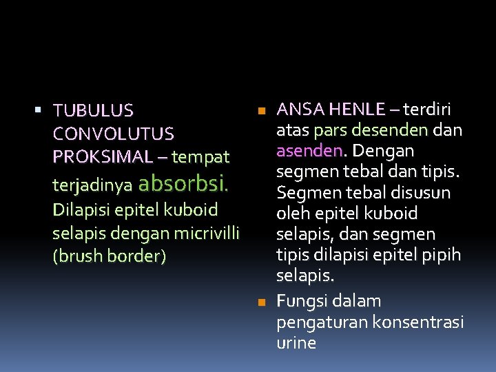  TUBULUS CONVOLUTUS PROKSIMAL – tempat terjadinya absorbsi. Dilapisi epitel kuboid selapis dengan micrivilli