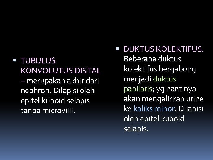  TUBULUS KONVOLUTUS DISTAL – merupakan akhir dari nephron. Dilapisi oleh epitel kuboid selapis