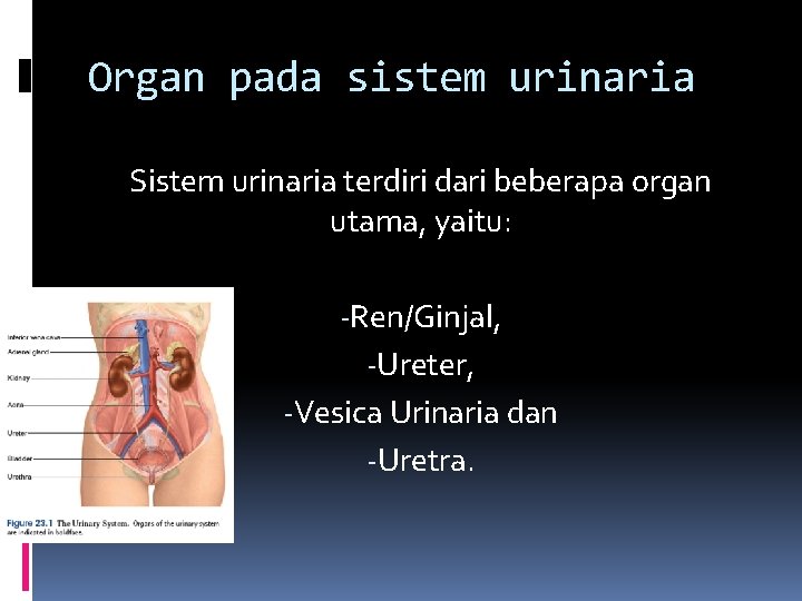 Organ pada sistem urinaria Sistem urinaria terdiri dari beberapa organ utama, yaitu: -Ren/Ginjal, -Ureter,