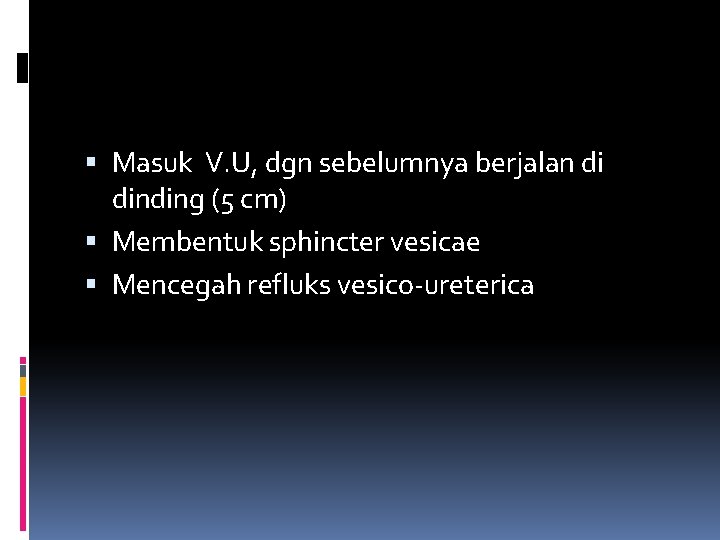  Masuk V. U, dgn sebelumnya berjalan di dinding (5 cm) Membentuk sphincter vesicae