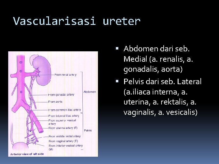 Vascularisasi ureter Abdomen dari seb. Medial (a. renalis, a. gonadalis, aorta) Pelvis dari seb.