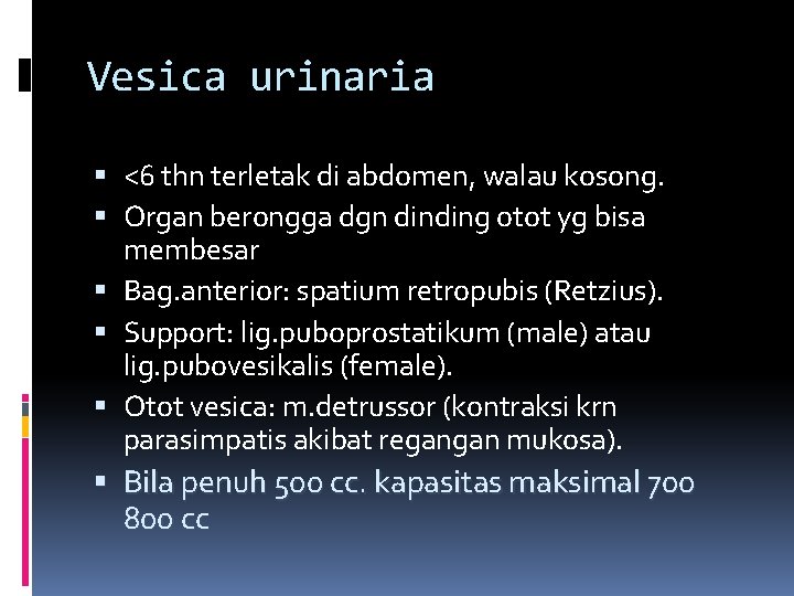 Vesica urinaria <6 thn terletak di abdomen, walau kosong. Organ berongga dgn dinding otot