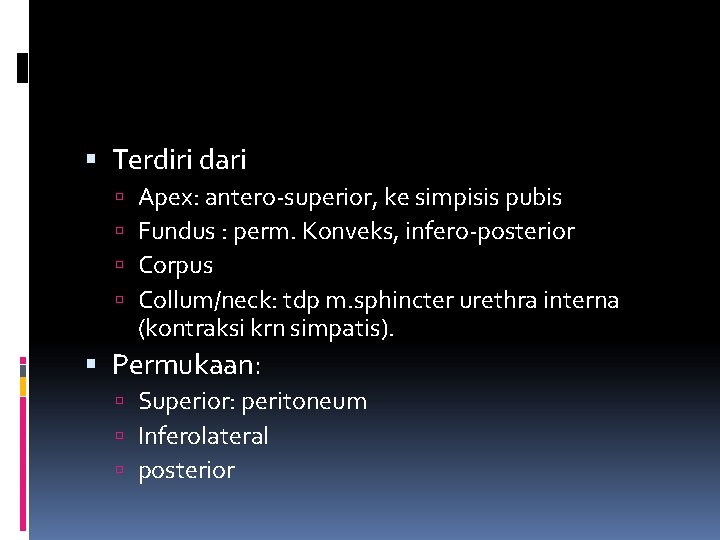  Terdiri dari Apex: antero-superior, ke simpisis pubis Fundus : perm. Konveks, infero-posterior Corpus