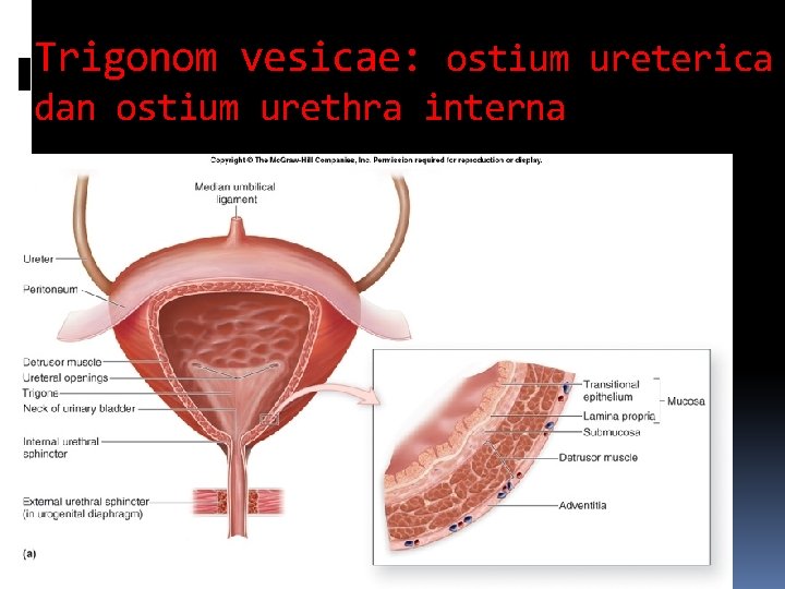 Trigonom vesicae: ostium ureterica dan ostium urethra interna 