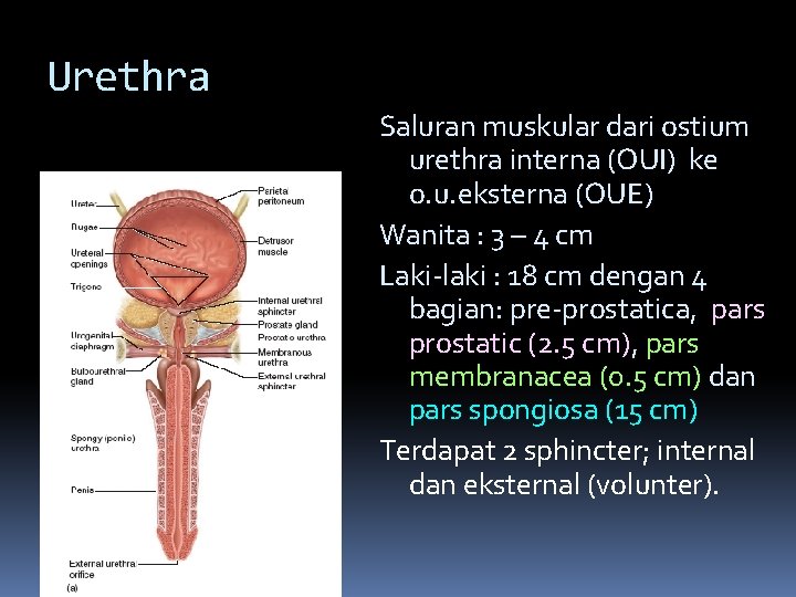 Urethra Saluran muskular dari ostium urethra interna (OUI) ke o. u. eksterna (OUE) Wanita