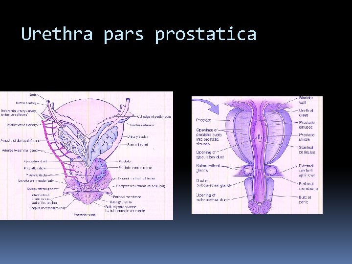 Urethra pars prostatica 