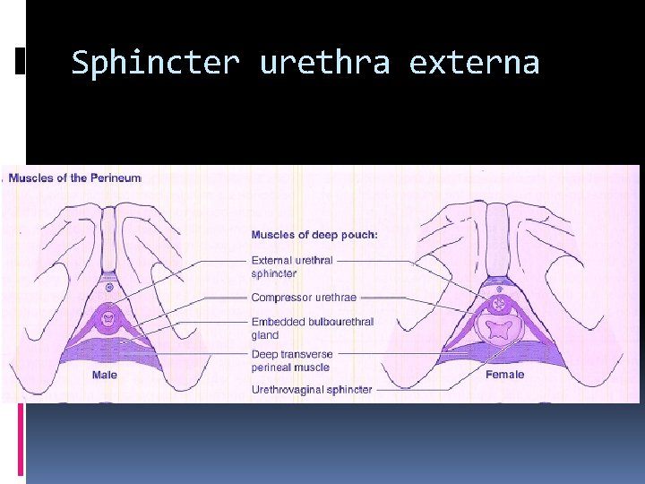 Sphincter urethra externa 