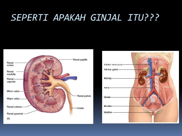 SEPERTI APAKAH GINJAL ITU? ? ? 