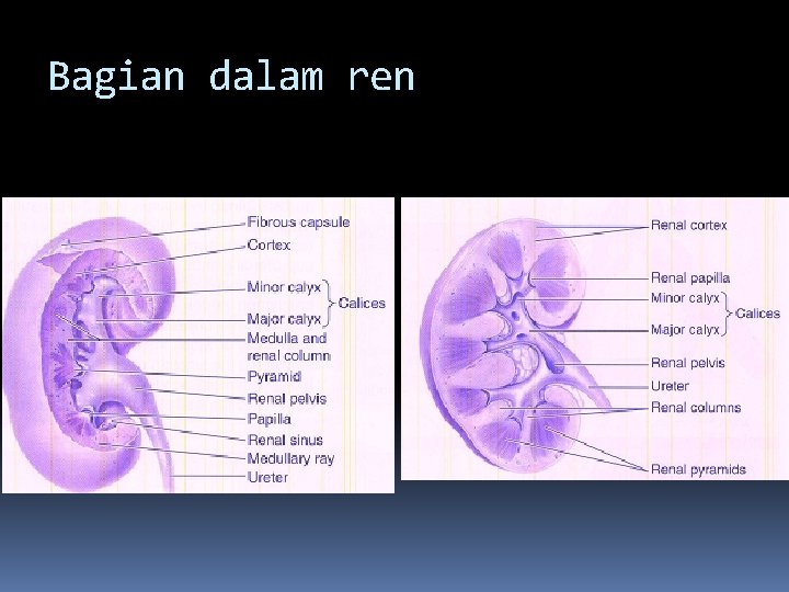 Bagian dalam ren 