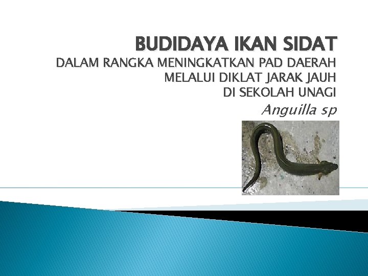 BUDIDAYA IKAN SIDAT DALAM RANGKA MENINGKATKAN PAD DAERAH MELALUI DIKLAT JARAK JAUH DI SEKOLAH