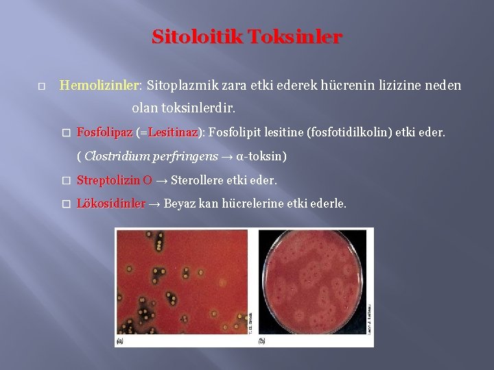 Sitoloitik Toksinler � Hemolizinler: Hemolizinler Sitoplazmik zara etki ederek hücrenin lizizine neden olan toksinlerdir.