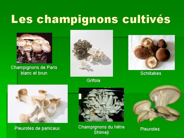 Les champignons cultivés Champignons de Paris blanc et brun Schiitakes Grifola Pleurotes de panicaux