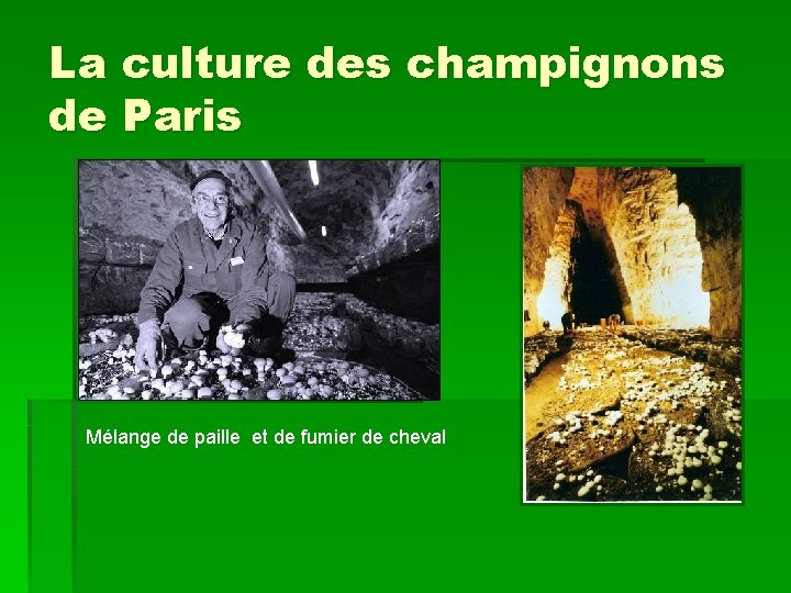 La culture des champignons de Paris Mélange de paille et de fumier de cheval