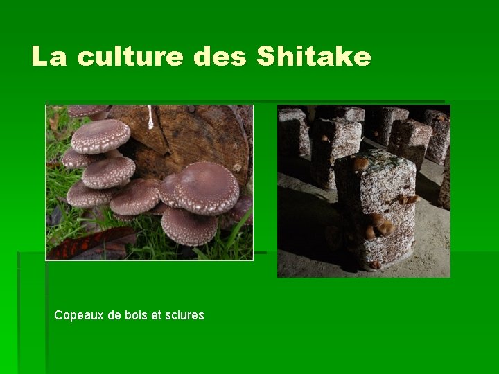 La culture des Shitake Copeaux de bois et sciures 