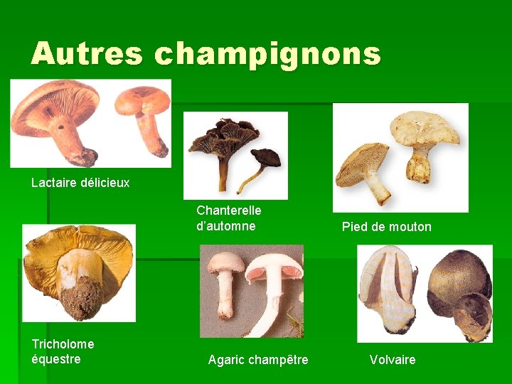 Autres champignons Lactaire délicieux Chanterelle d’automne Tricholome équestre Agaric champêtre Pied de mouton Volvaire