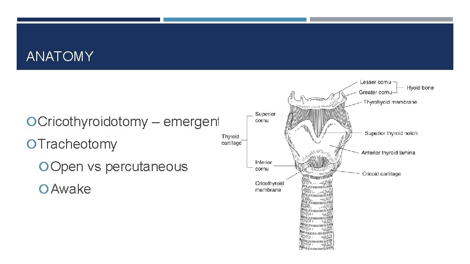 ANATOMY Cricothyroidotomy – emergent Tracheotomy Open vs percutaneous Awake 