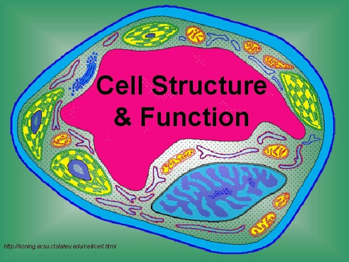 Cell Structure & Function http: //koning. ecsu. ctstateu. edu/cell. html 