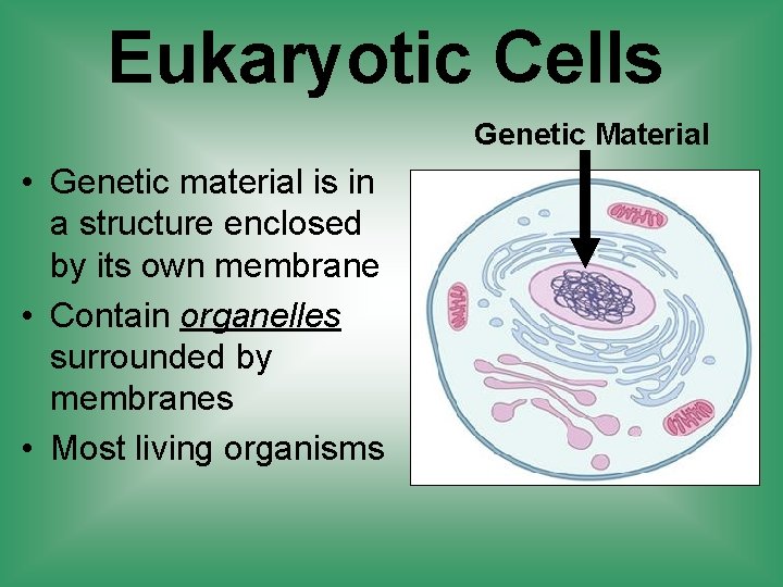 Eukaryotic Cells Genetic Material • Genetic material is in a structure enclosed by its