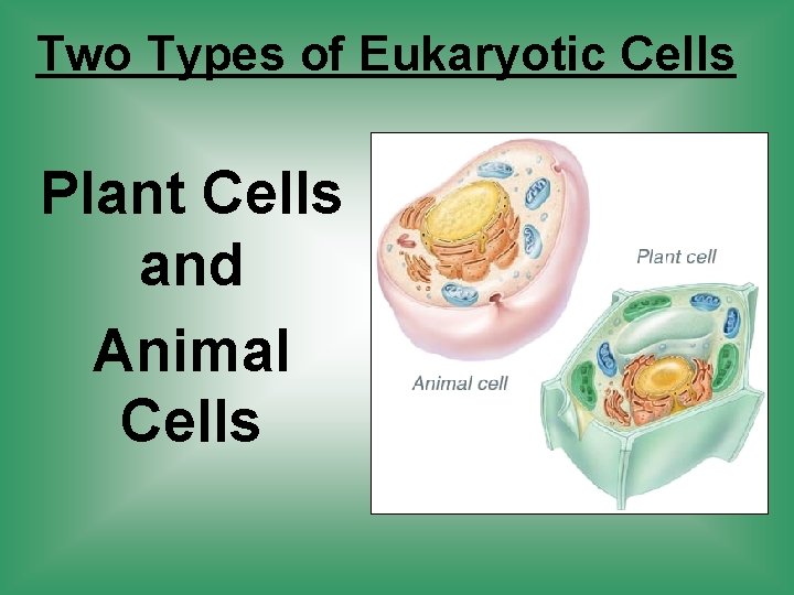 Two Types of Eukaryotic Cells Plant Cells and Animal Cells 