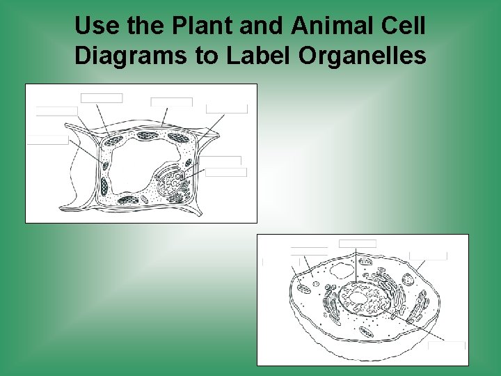 Use the Plant and Animal Cell Diagrams to Label Organelles 