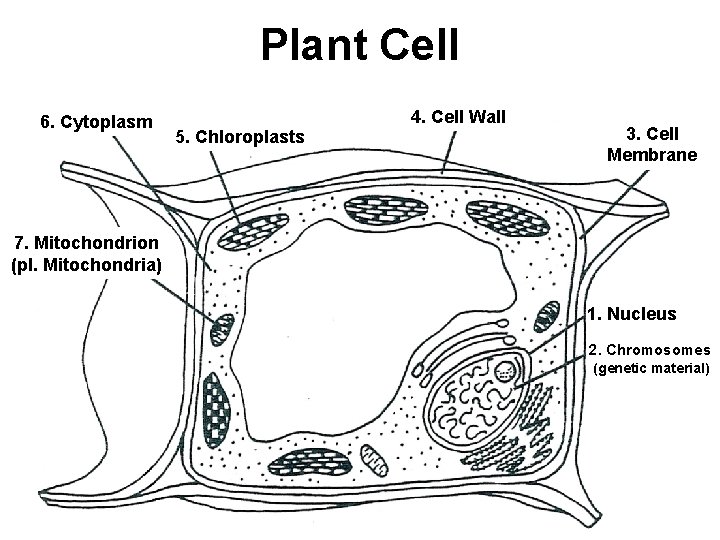 Plant Cell 6. Cytoplasm 5. Chloroplasts 4. Cell Wall 3. Cell Membrane 7. Mitochondrion