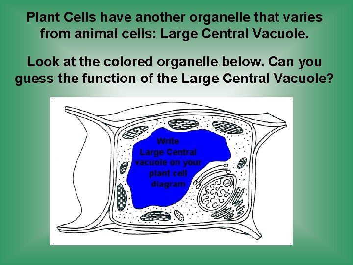 Plant Cells have another organelle that varies from animal cells: Large Central Vacuole. Look