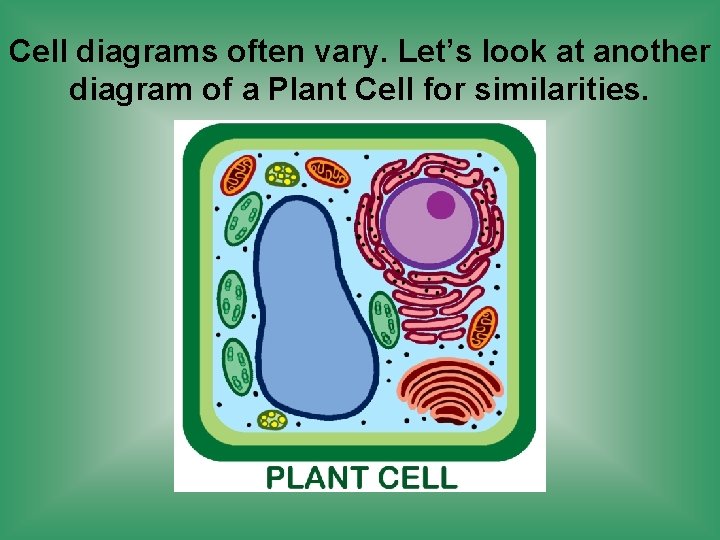 Cell diagrams often vary. Let’s look at another diagram of a Plant Cell for