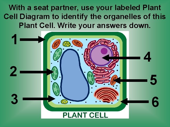 With a seat partner, use your labeled Plant Cell Diagram to identify the organelles