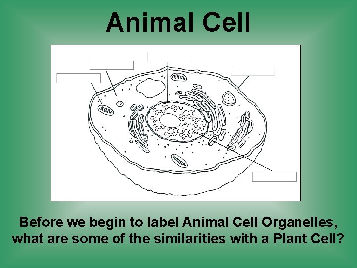 Animal Cell Before we begin to label Animal Cell Organelles, what are some of