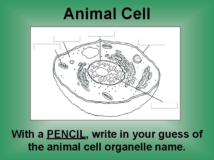 Animal Cell With a PENCIL, write in your guess of the animal cell organelle