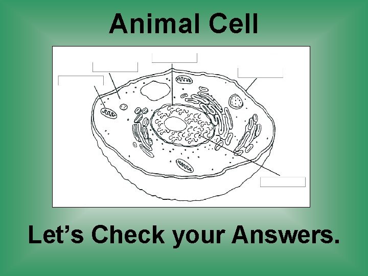 Animal Cell Let’s Check your Answers. 