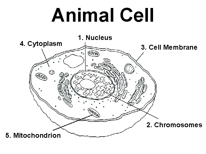 Animal Cell 4. Cytoplasm 1. Nucleus 3. Cell Membrane 2. Chromosomes 5. Mitochondrion 