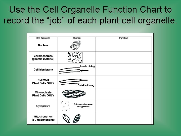 Use the Cell Organelle Function Chart to record the “job” of each plant cell