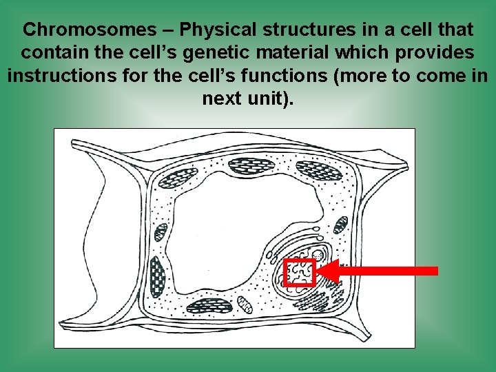 Chromosomes – Physical structures in a cell that contain the cell’s genetic material which
