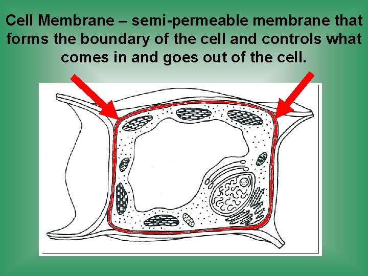 Cell Membrane – semi-permeable membrane that forms the boundary of the cell and controls