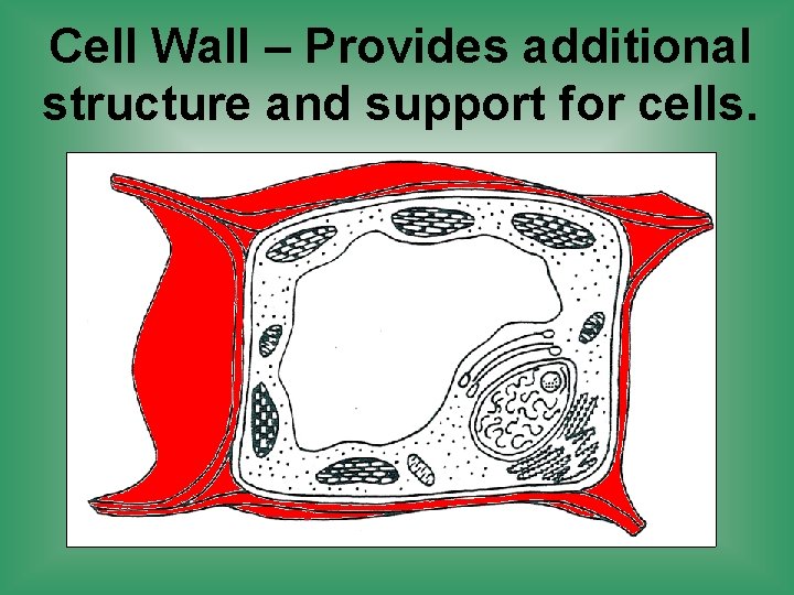 Cell Wall – Provides additional structure and support for cells. 
