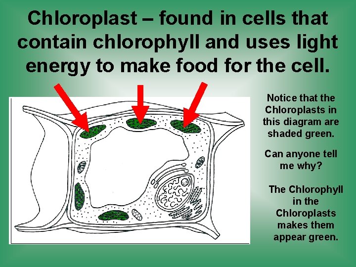 Chloroplast – found in cells that contain chlorophyll and uses light energy to make
