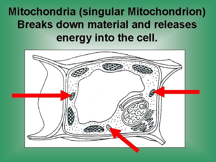 Mitochondria (singular Mitochondrion) Breaks down material and releases energy into the cell. 