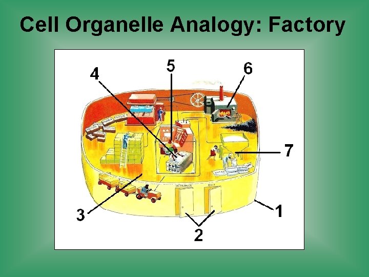 Cell Organelle Analogy: Factory 