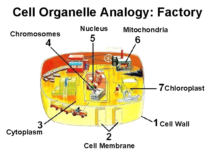 Cell Organelle Analogy: Factory Chromosomes Nucleus Mitochondria Chloroplast Cell Wall Cytoplasm Cell Membrane 