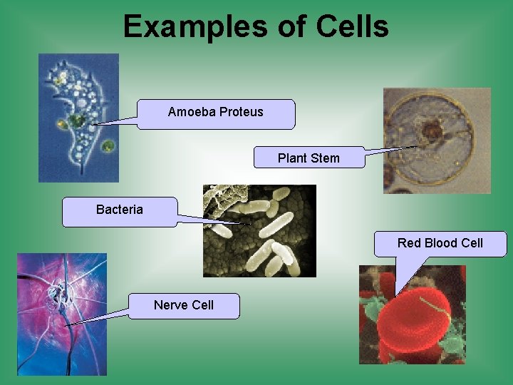 Examples of Cells Amoeba Proteus Plant Stem Bacteria Red Blood Cell Nerve Cell 