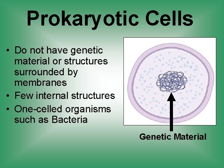 Prokaryotic Cells • Do not have genetic material or structures surrounded by membranes •