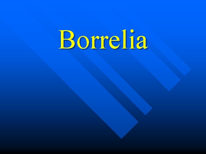 Borrelia 