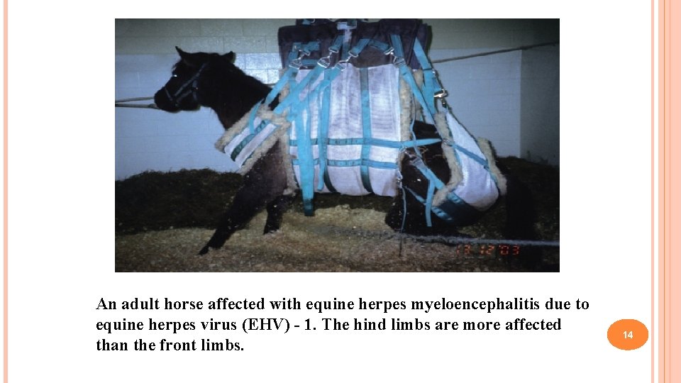 An adult horse affected with equine herpes myeloencephalitis due to equine herpes virus (EHV)