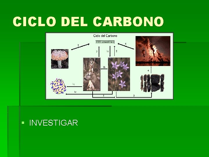 CICLO DEL CARBONO § INVESTIGAR 