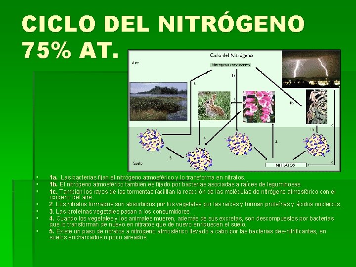 CICLO DEL NITRÓGENO 75% AT. § § § § 1 a. Las bacterias fijan