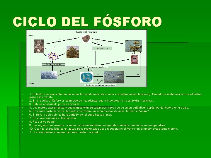 CICLO DEL FÓSFORO § § § 1. El fósforo se encuentra en las rocas